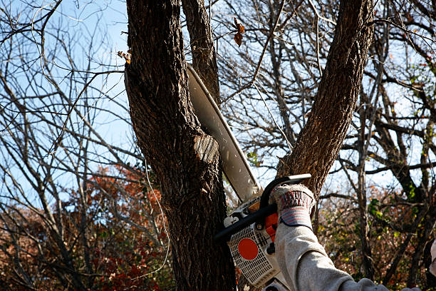 Best Tree Removal  in Avon, MN