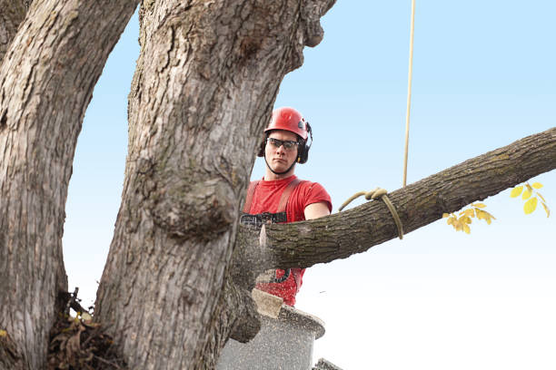 How Our Tree Care Process Works  in  Avon, MN